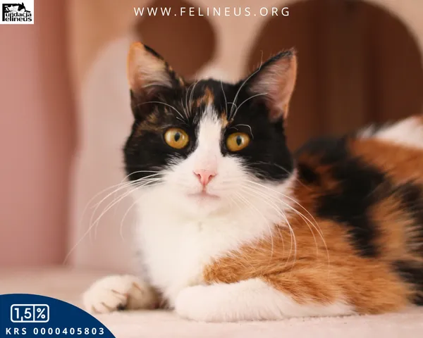 Kot do adopcji, Chmielnik, 10 stycznia 2026 (5/6)