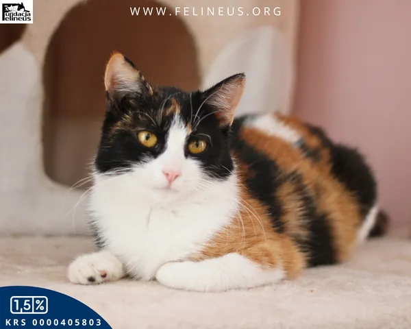 Kot do adopcji, Chmielnik, 10 stycznia 2026 (6/6)