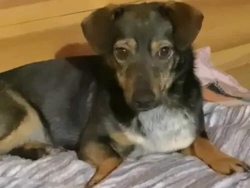 Pies do adopcji, Głowno, 10 stycznia 2026 (2/4)