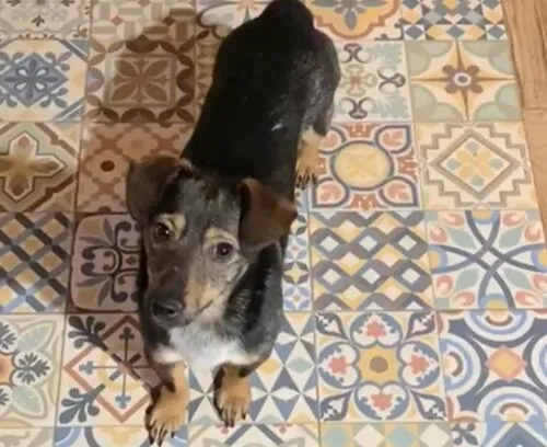 Pies do adopcji, Głowno, 10 stycznia 2026 (3/4)