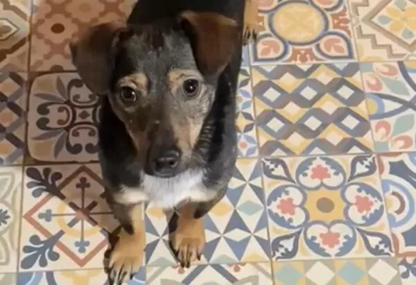 Pies do adopcji, Głowno, 10 stycznia 2026 (4/4)