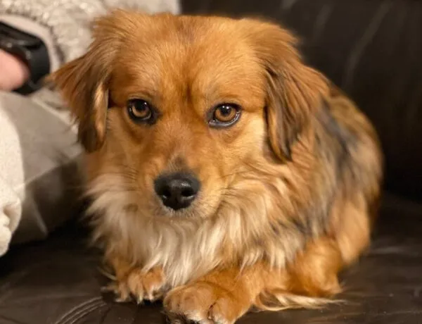 Pies do adopcji, Głowno, 10 stycznia 2026 (3/3)