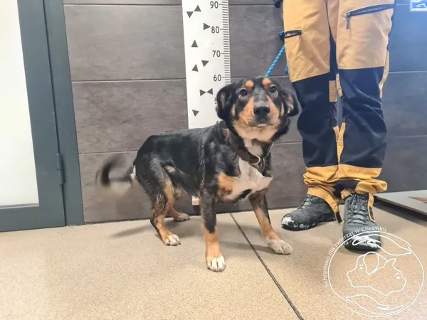 Znaleziono psa, Chełmek, 9 stycznia 2026