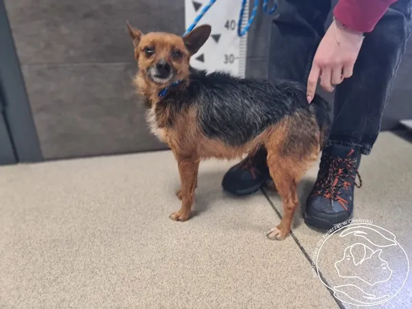 Znaleziono psa, Chełmek, 9 stycznia 2026