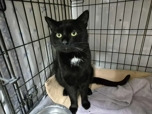 Znaleziono kota, Sosnowiec, 8 stycznia 2026