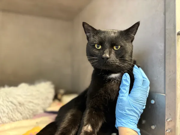 Znaleziono kota, Sosnowiec, 8 stycznia 2026 (2/5)