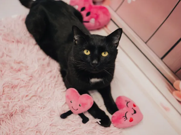 Znaleziono kota, Sosnowiec, 8 stycznia 2026 (3/5)