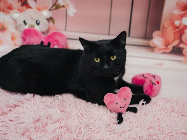 Znaleziono kota, Sosnowiec, 8 stycznia 2026 (4/5)