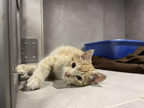 Znaleziono kota, Sosnowiec, 9 stycznia 2026