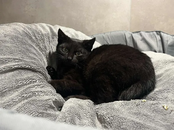 Znaleziono kota, Sosnowiec, 9 stycznia 2026