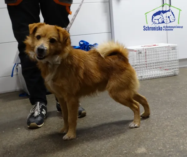 Znaleziono psa, Szczecin, 9 stycznia 2026