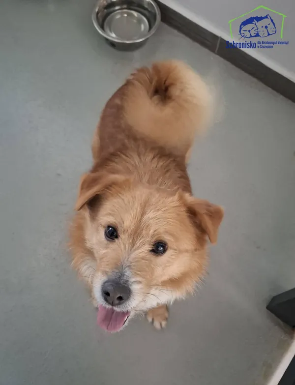 Znaleziono psa, Szczecin, 9 stycznia 2026 (1/2)