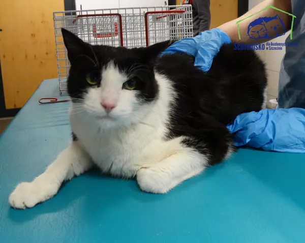 Znaleziono kota, Szczecin, 9 stycznia 2026