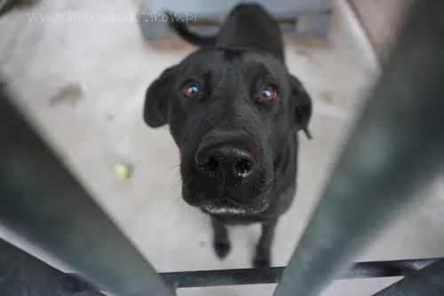 Pies do adopcji, Kraków, 27 grudnia 2025