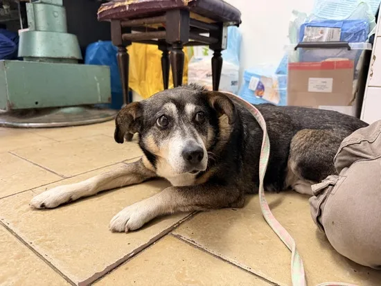 Pies do adopcji, Kraków, 27 grudnia 2025