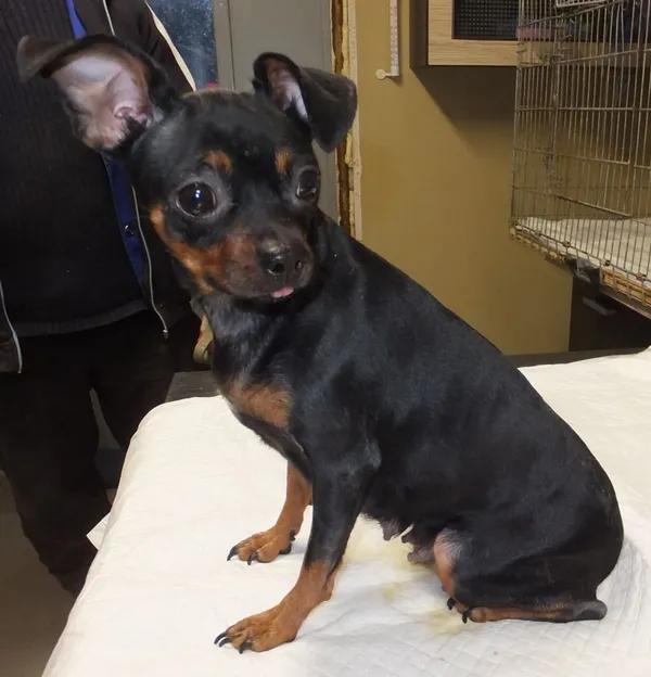 Znaleziono psa, Nowa Krępa, 10 grudnia 2025