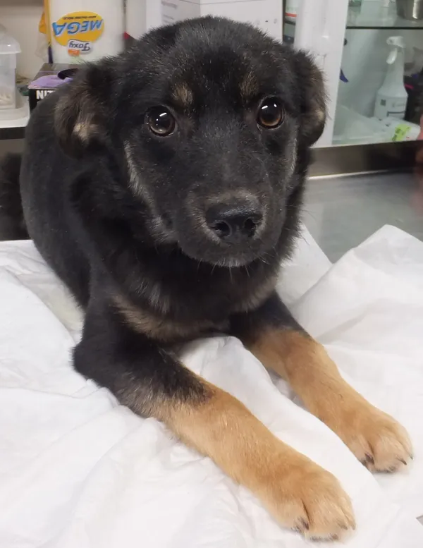 Znaleziono psa, Nowa Krępa, 17 grudnia 2025