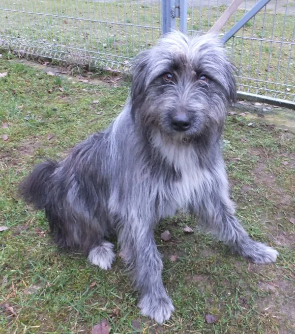 Znaleziono psa, Nowa Krępa, 10 grudnia 2025