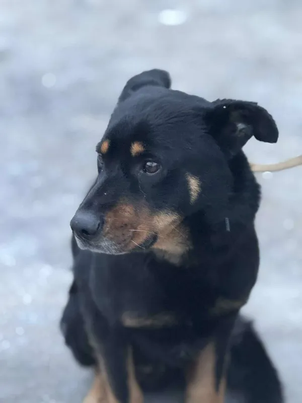 Pies do adopcji, Zgierz, 27 stycznia 2026 (1/3)