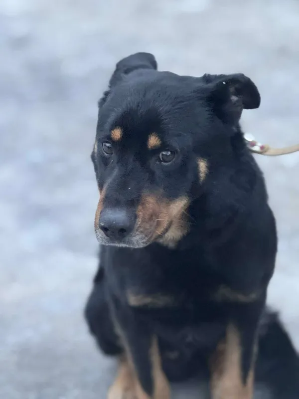 Pies do adopcji, Zgierz, 27 stycznia 2026 (3/3)