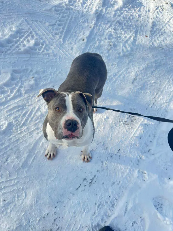 Pies do adopcji, Platerówka, 9 stycznia 2026 (3/3)