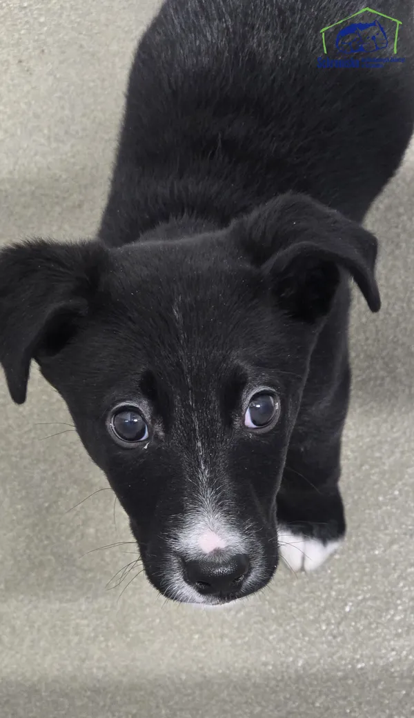 Pies do adopcji, Szczecin, 10 stycznia 2026 (1/2)