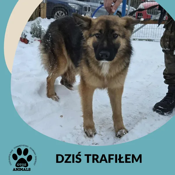 Znaleziono psa, Dąbrówka, 10 stycznia 2026