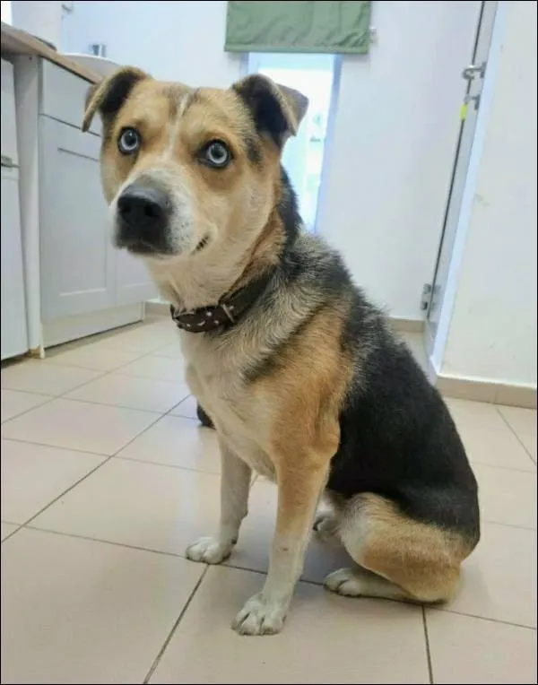 Znaleziono psa, Grudziądz, 2 stycznia 2026