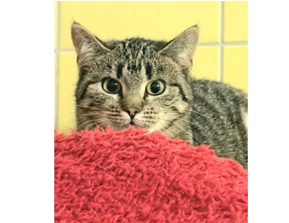 Kot do adopcji, Wrocław, 23 listopada 2025