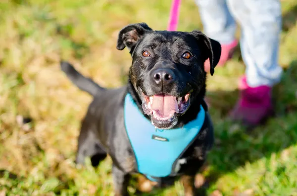 Oddam psa, Władysławowo, 11 stycznia 2026 (1/4)