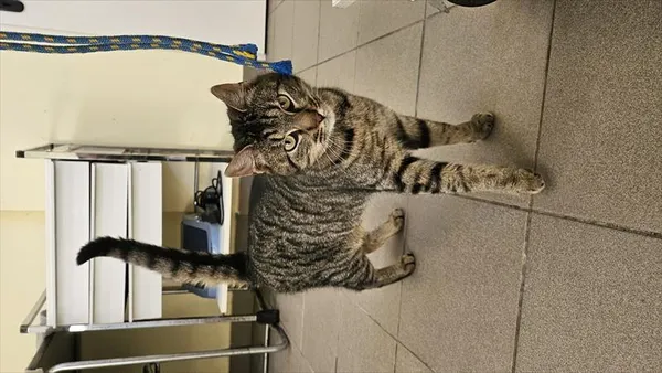 Znaleziono kota, Choszczno, 9 stycznia 2026