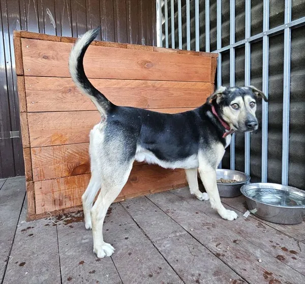 Znaleziono psa, Choszczno, 9 stycznia 2026