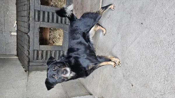 Znaleziono psa, Choszczno, 8 stycznia 2026