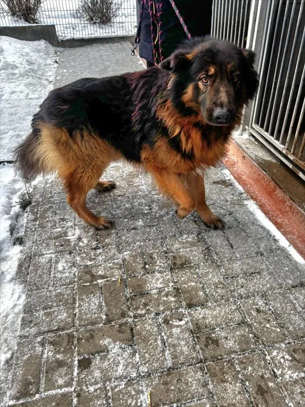 Znaleziono psa, Choszczno, 8 stycznia 2026