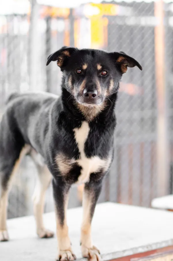 Oddam psa, Kępiny Małe, 11 stycznia 2026 (1/2)