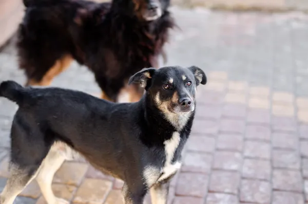 Oddam psa, Kępiny Małe, 11 stycznia 2026 (2/2)