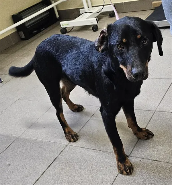 Znaleziono psa, Choszczno, 9 stycznia 2026