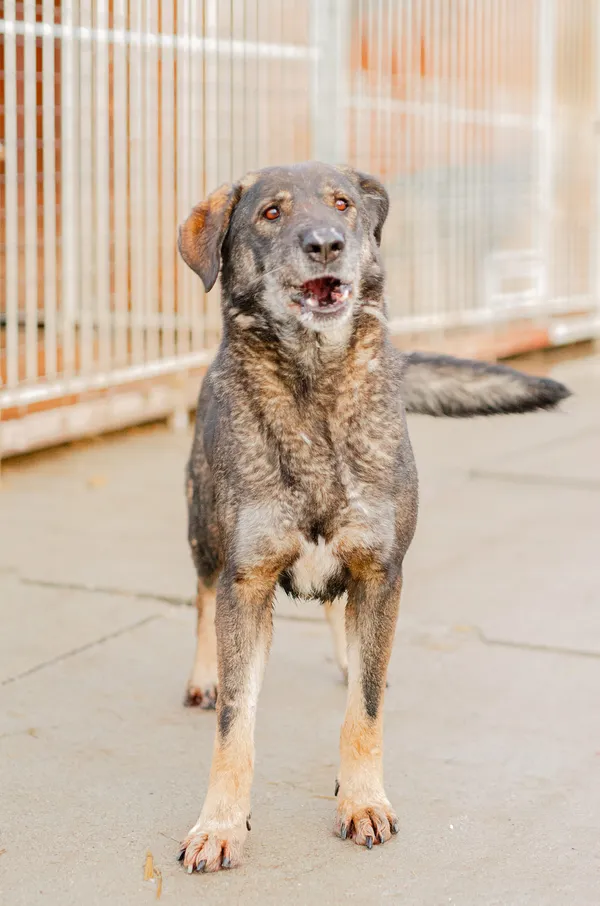 Oddam psa, Kazimierzowo, 11 stycznia 2026 (3/3)