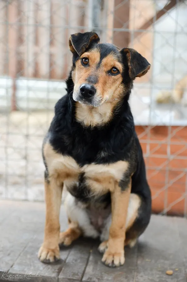 Oddam psa, Elbląg, Nad Jarem, 11 stycznia 2026 (4/5)