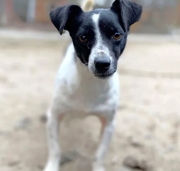 Oddam psa, Gdańsk, Młyniska, 11 stycznia 2026 (1/3)