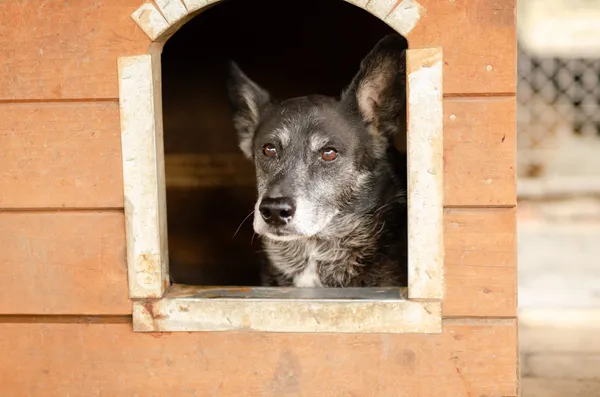 Oddam psa, Gdańsk, Stare Przedmieście, 11 stycznia 2026 (1/3)