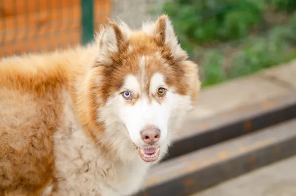 Oddam psa, Gdańsk, Wrzeszcz Dolny, 11 stycznia 2026 (1/5)