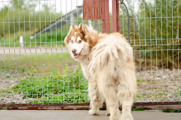 Oddam psa, Gdańsk, Wrzeszcz Dolny, 11 stycznia 2026 (5/5)