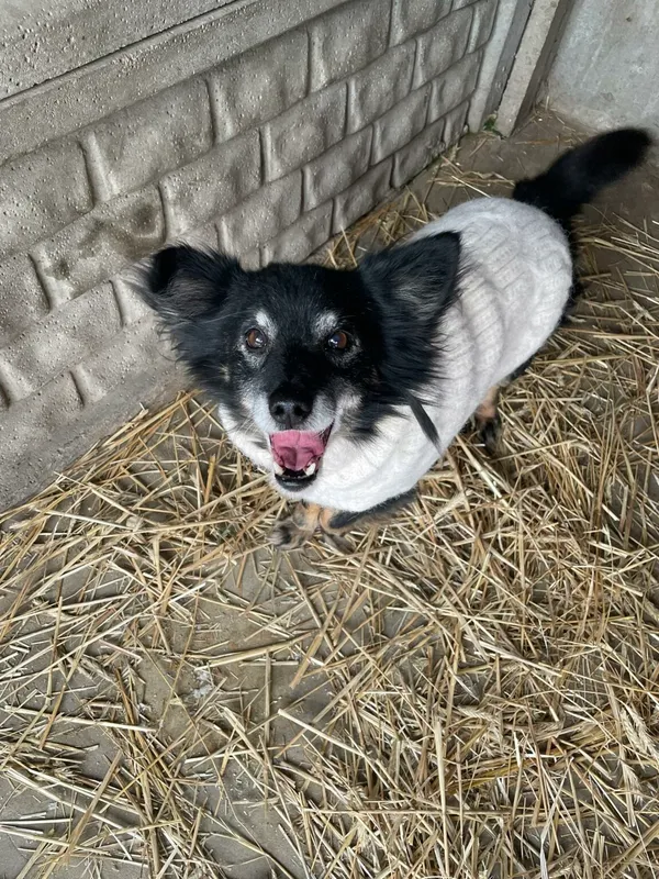 Pies do adopcji, Zgierz, 11 stycznia 2026 (2/4)