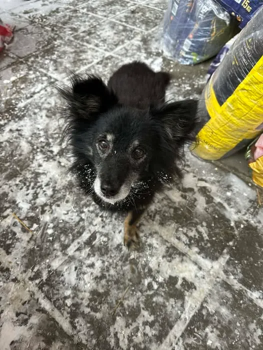 Pies do adopcji, Zgierz, 11 stycznia 2026 (4/4)