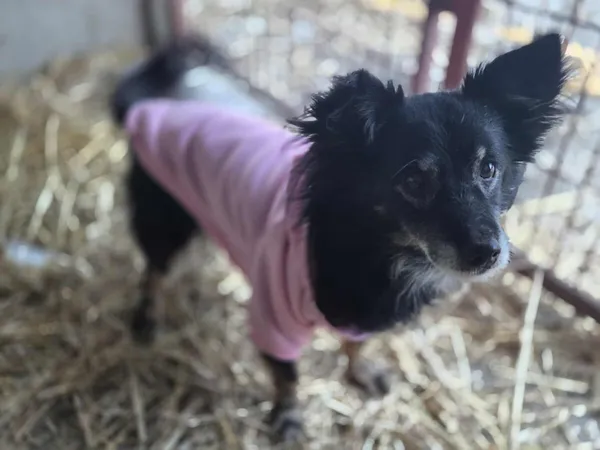 Pies do adopcji, Zgierz, 11 stycznia 2026 (3/5)