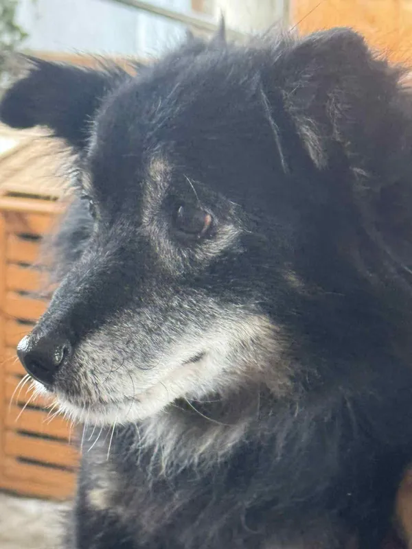 Pies do adopcji, Zgierz, 11 stycznia 2026 (5/5)