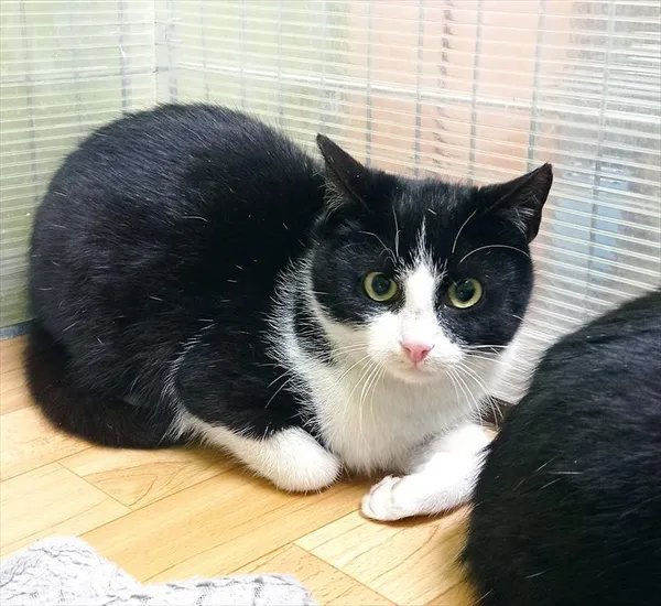 Znaleziono kota, Racibórz, 10 stycznia 2026