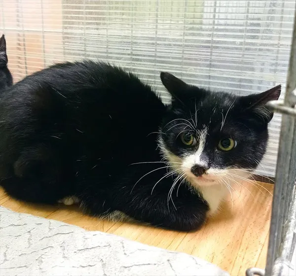 Kot do adopcji, Racibórz, 10 stycznia 2026