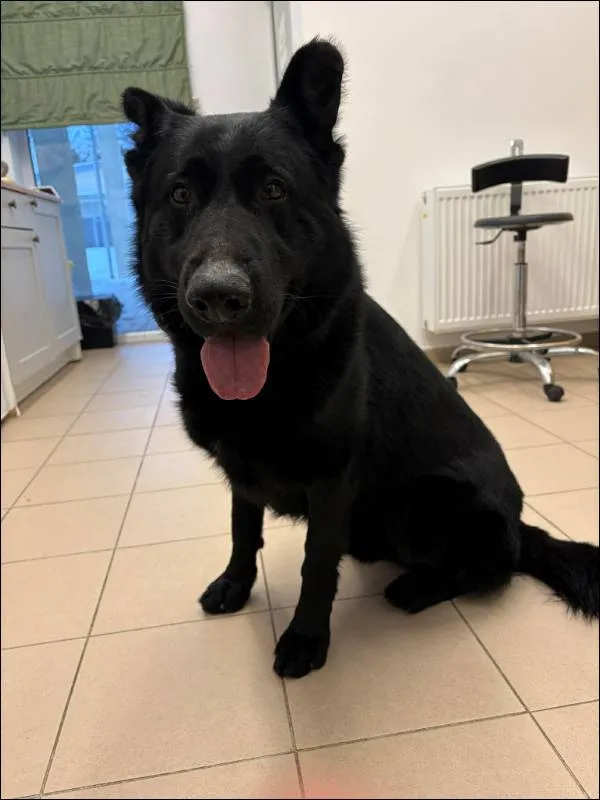 Znaleziono psa, Grudziądz, 11 stycznia 2026